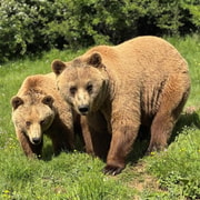From Skopje:Day Trip to Pristina,Bear Sanctuary&Gadime Cave