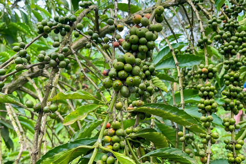 Zorobwe: Coffee Farm Tour with Cupping Session And Lunch