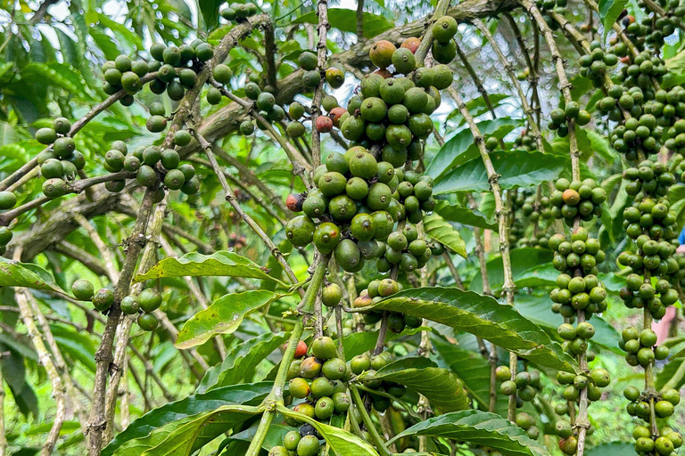 Zorobwe: Coffee Farm Tour with Cupping Session And Lunch
