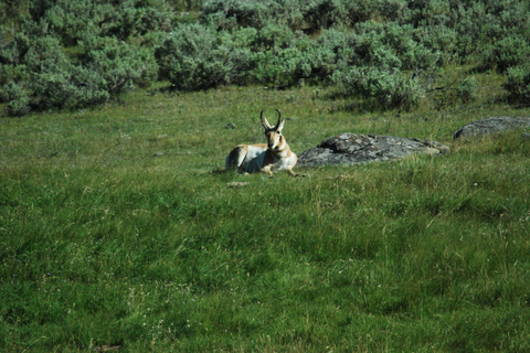 Yellowstone 2 Day Adventure - Upper and Lower Loop Tour