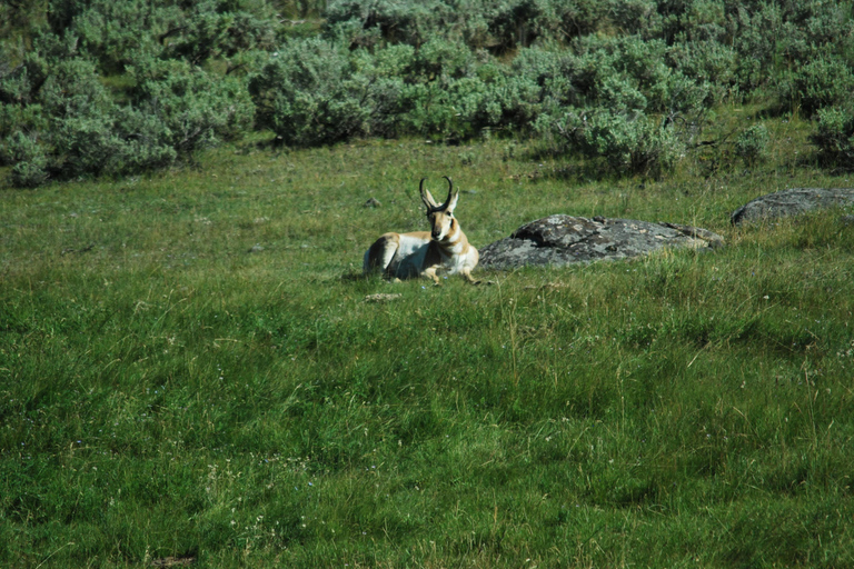 Yellowstone 2 Day Adventure - Upper and Lower Loop Tour
