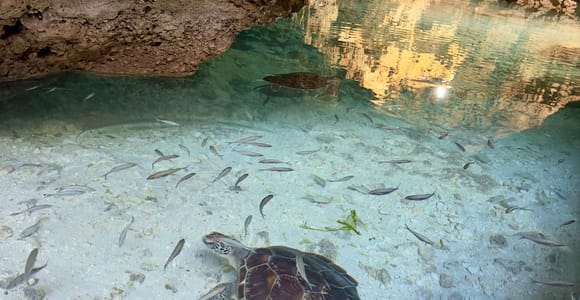 Zanzibar Half Day Secret Cave tour, Off the Grid experience