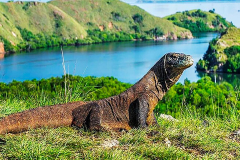 Labuan Bajo: Escursione privata a Komodo con snorkeling