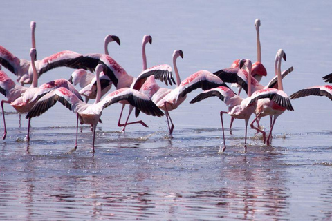 Lake Nakuru & Naivasha National Park Wildlife Highlights