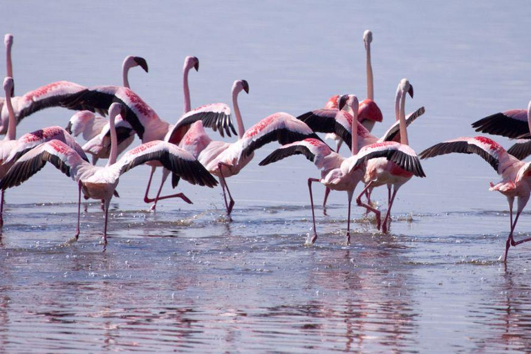 Lake Nakuru & Naivasha National Park Wildlife Highlights