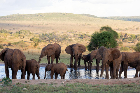 Desde Mombasa/Diani: Safari al Santuario de Saltlick Taita Hills