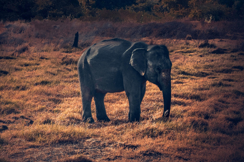 Kerala 3 N 4 D Tour – Munnar & Alleppey Houseboat Package