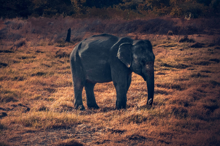 Kerala 3 N 4 D Tour – Munnar & Alleppey Houseboat Package