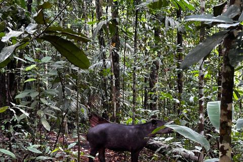 Corcovado Sunrise Tour by Los Planes Ranger Station