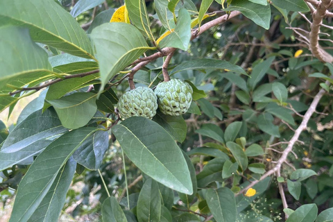 Rui Vaz Scenic Hike and Botanical Garden Stop