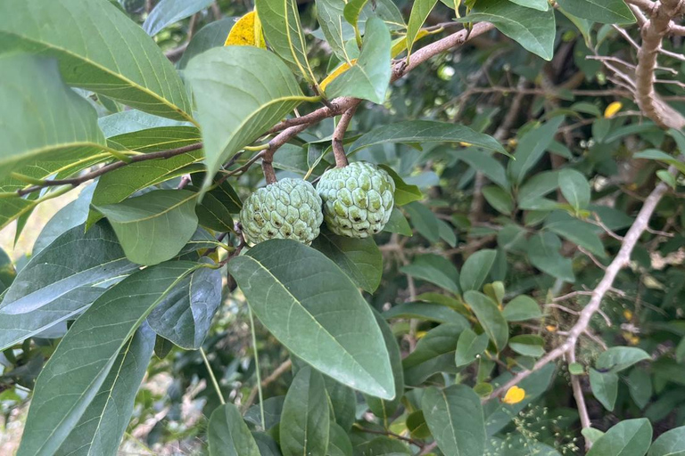 Rui Vaz Scenic Hike and Botanical Garden Stop