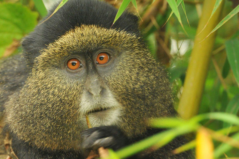 2 Day Rwanda Gorilla and Golden monkey trekking tour