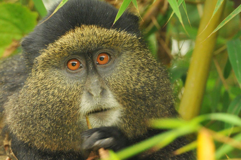 2 Day Rwanda Gorilla and Golden monkey trekking tour