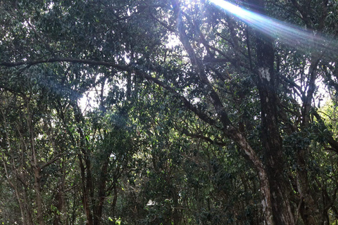 Nairobi: Urban Safari with Lunch and Rooftop Sundowner