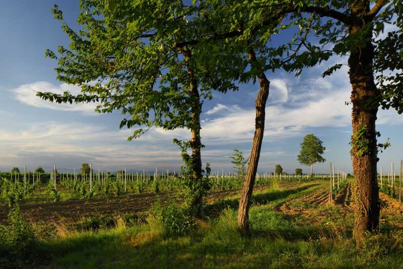 Pramaggiore: Ornella Bellia Winery Guided Tour & Tasting