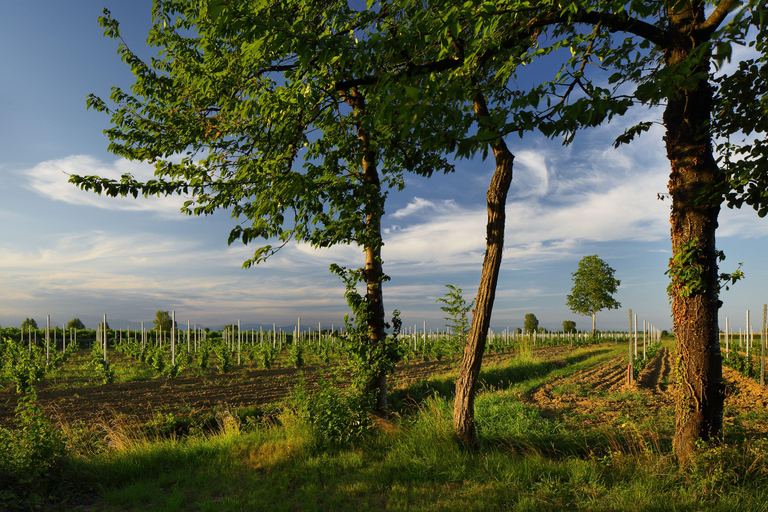 Pramaggiore: Ornella Bellia vingård Guidad tur &amp; provsmakningOrnella Bellia vingård Guidad tur &amp; 6-vins provning