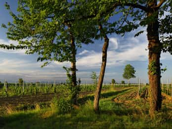 Pramaggiore: Ornella Bellia Winery Guided Tour & Tasting