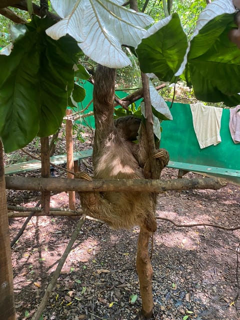 Roatan Sloths + Island Tour | GetYourGuide