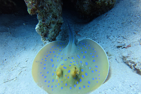 Sharm El Sheikh: Tiran Island Boat Diving & Snorkeling Intro Diving & Snorkeling – No Certification Required
