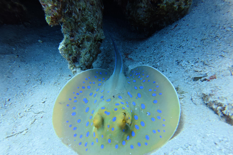 Sharm El Sheikh: Tiran Island Boat Diving & Snorkeling Intro Diving & Snorkeling – No Certification Required
