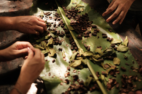 Cacao and Poza del Amor Experience in Tayrona