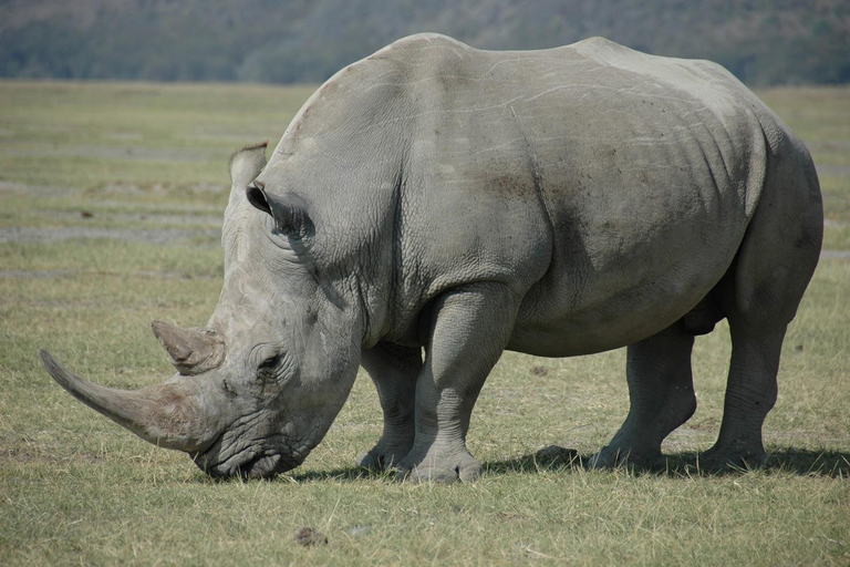 Från Victoriafallen: Game drive och noshörningsvandring (Zambia)