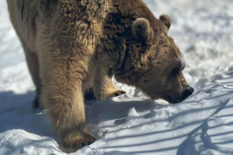 Tbilisi: Sabaduri Forest & Chronicles Tour With Wildlife