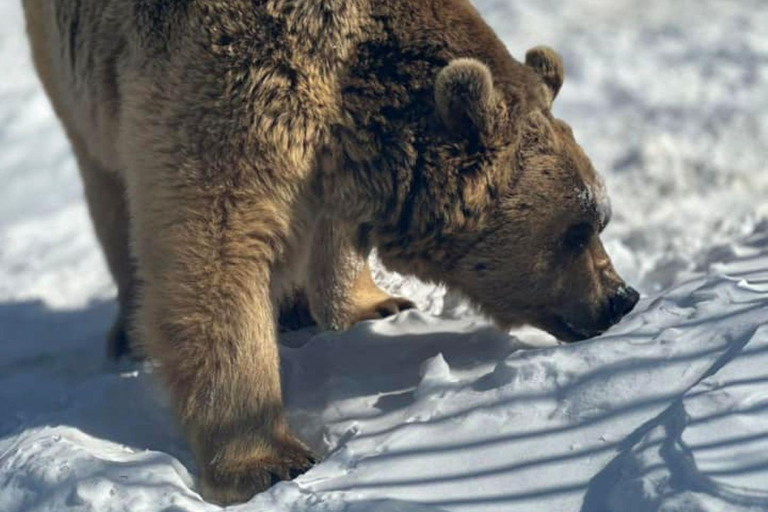 Tbilisi: Sabaduri Forest & Chronicles Tour With Wildlife