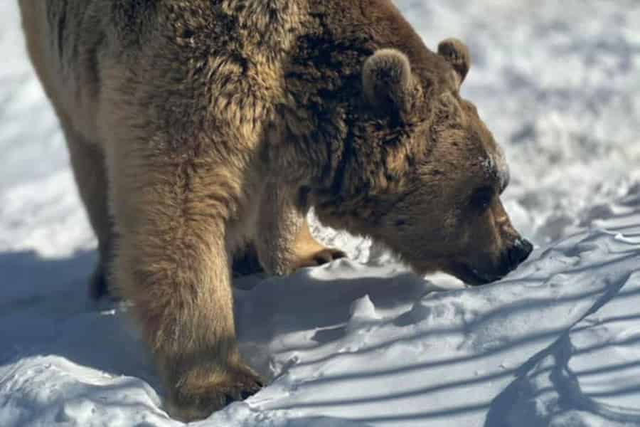 Tiflis: Tour durch den Sabaduri-Wald mit Wildtieren. Foto: GetYourGuide