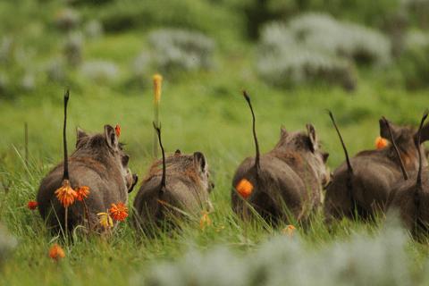 Addis Ababa: 6-Day Abijata Shalla NP & Bale Mountains Tour