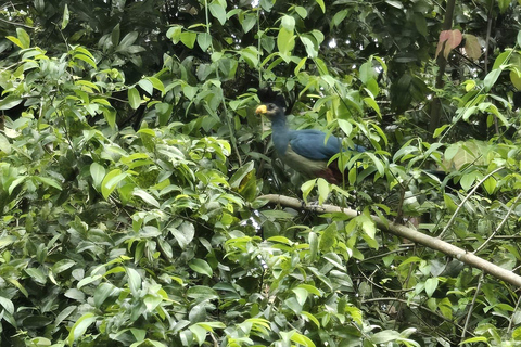 Uganda: 3-Day Murchison Falls & Kibale Chimpanzee Trekking