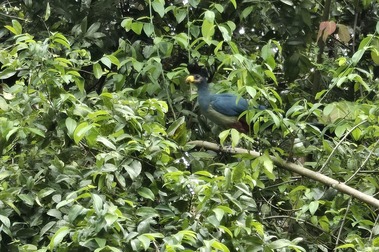 Uganda: 3-Day Murchison Falls & Kibale Chimpanzee Trekking