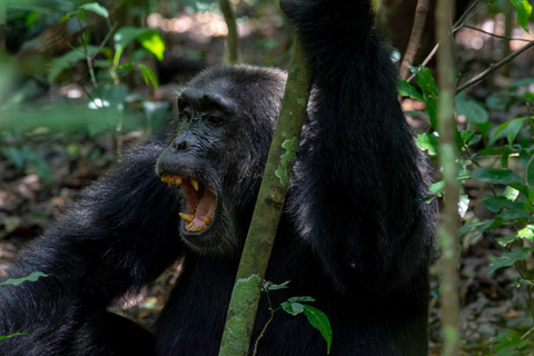 3-Day Kibale National Park Chimpanzee Tour