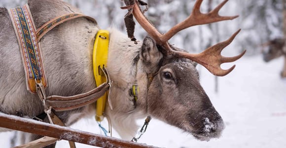 Rovaniemi: Reindeer & Husky Sled Ride Combo with Pro Photos