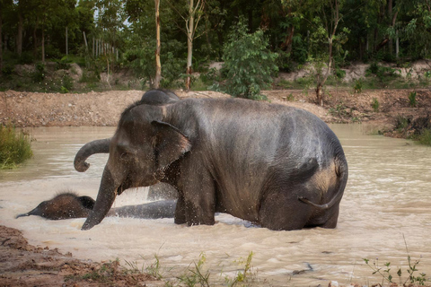 Chiang Mai: Ethisch voederprogramma voor olifantenbijeenkomsten