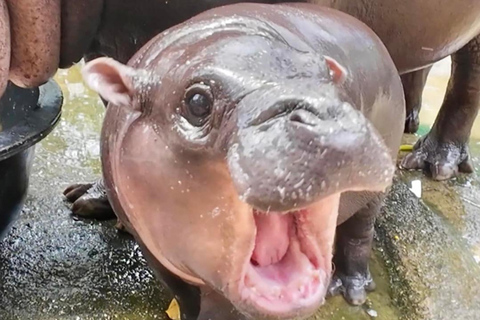 Moo Deng im offenen Zoo von Khao Kheow sehen