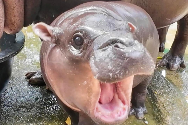 Moo Deng zien in Khao Kheow Open Zoo