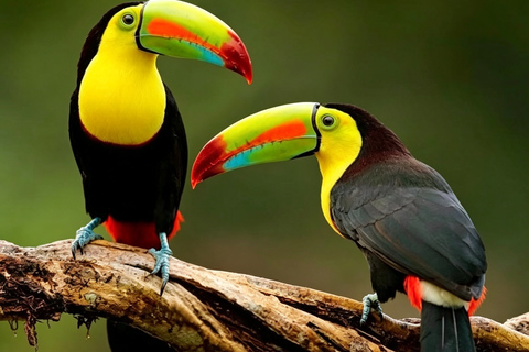 Puntarenas: Amazing Paradise Experience