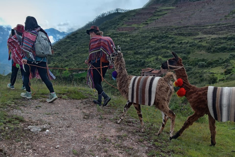 From Cusco: Sacred Valley Llama Walk & Local Family Visit