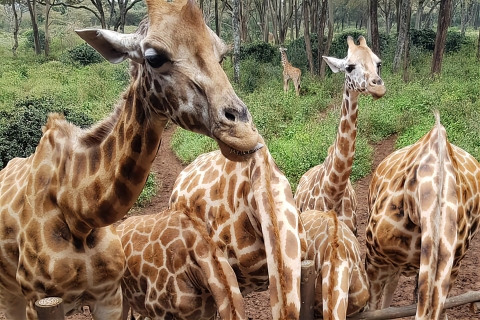 Z Nairobi: wycieczka do sierocińca słoni i centrum żyraf