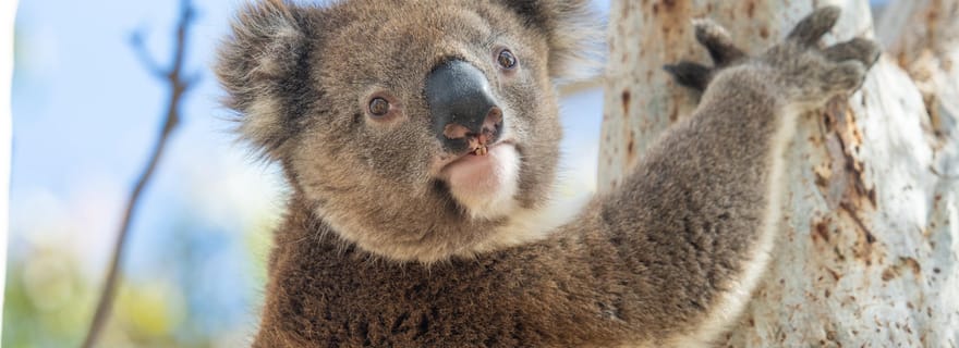 Port Lincoln Mikkira Station Wild Koala Safari Tour