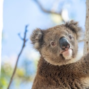 Port Lincoln Mikkira Station Wild Koala Safari Tour