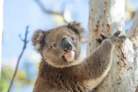 Excursión Safari Koala Salvaje Estación Mikkira de Port Lincoln