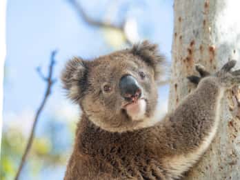 Port Lincoln Mikkira Station Wild Koala Safari Tour