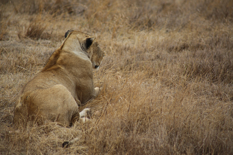 Safari compartido de 3 días por Tanzania