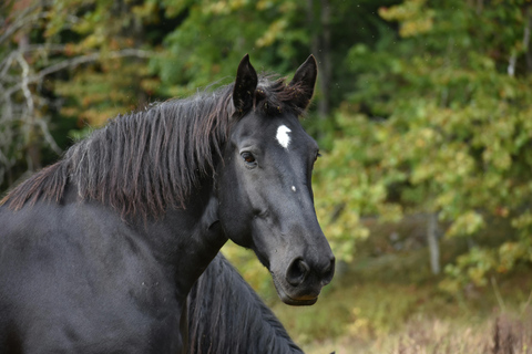 Kutaisi: Private Horseback Riding Tour with Hotel Pickup.⏱️ Transportation is included in this option .