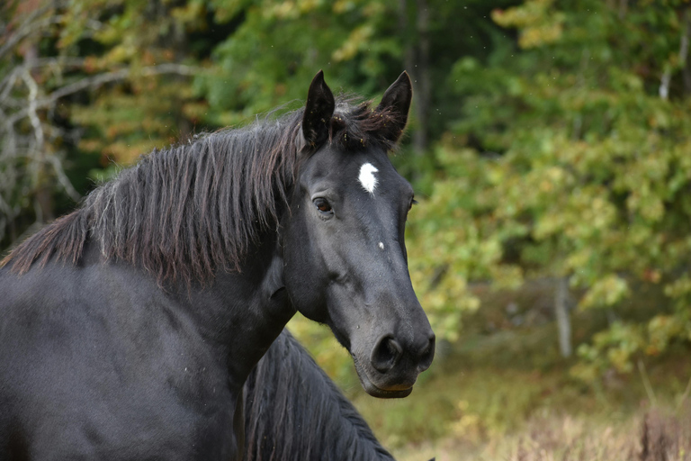 Kutaisi: Private Horseback Riding Tour with Hotel Pickup.⏱️ Transportation is included in this option .