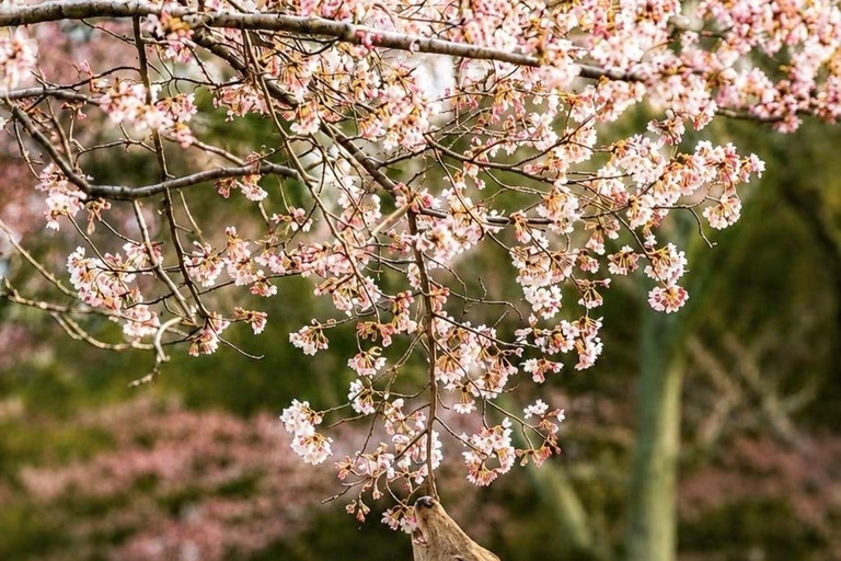 Kyoto & Osaka: Private Customizable Day Trip with Guide