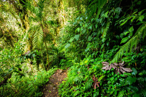 Khao Lak: Private Khao Sok Dschungel-Safari mit Bamboo Rafting