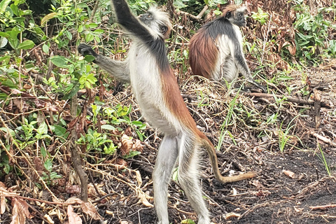 Zanzibar: tour della foresta di Jozani e del santuario delle tartarughe marine